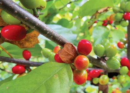 Cherishing Spicebush Image